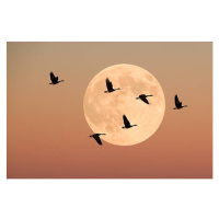 Fotografie Canada geese in flight, dusk, Burazin, 40 × 26.7 cm