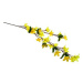 DOMMIO Forsythia zlatý déšť 70 cm