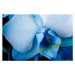 Fotografie Close up Blue Orchid flower with, Mincho Minchev, 40 × 26.7 cm