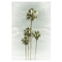 Umělecká fotografie Vintage Palm Trees Skyhigh, Melanie Viola, (26.7 x 40 cm)