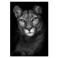 Fotografie Portrait of a Puma, Andy Smith, 26.7 × 40 cm