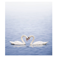 Fotografie Swans on a lake happily in love, Grafissimo, 35x40 cm