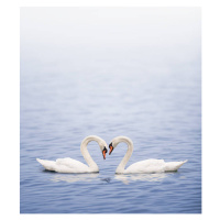 Fotografie Swans on a lake happily in love, Grafissimo, 35.3 × 40 cm