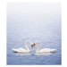 Fotografie Swans on a lake happily in love, Grafissimo, 35.3 × 40 cm