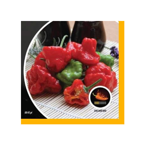 Paprika chilli Jamaican Rosso PIQUANT Nohel Garden