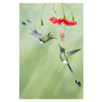 Fotografie Pair of male Booted Rackettail Hummingbirds, Hal Beral, 26.7 × 40 cm