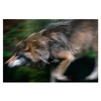 Fotografie Adult European Gray Wolf Running, Staffan Widstrand, 40x26.7 cm