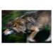 Fotografie Adult European Gray Wolf Running, Staffan Widstrand, 40 × 26.7 cm