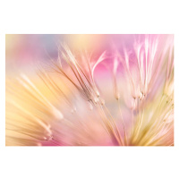 Fotografie Dandelion seed, Jasmina007, 40 × 26.7 cm