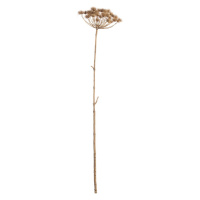 Dekoria Větvička Heracleum 125cm, 20 x 20 x 125 cm
