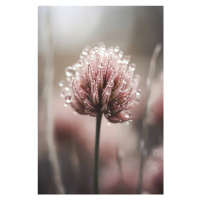 Fotografie Pastel Nature Macro No 4, Treechild, 26.7 × 40 cm