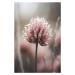 Fotografie Pastel Nature Macro No 4, Treechild, 26.7 × 40 cm