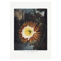 Ilustrace The NightaBlowing Cereus from The Temple of Flora (1807), Studio Collection, 30 × 40