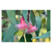 Fotografie Pink gum tree (Corymbia) blossoms, KarenHBlack, 40 × 26.7 cm