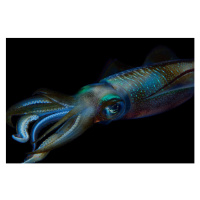Fotografie Reef squid, Aleksei Permiakov, 40 × 26.7 cm