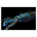 Fotografie Reef squid, Aleksei Permiakov, 40x26.7 cm