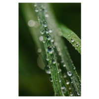 Fotografie Drops on plants, Javier Pardina, (26.7 x 40 cm)
