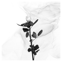 Umělecká fotografie White Rose | Liquid Art , Melanie Viola, (40 x 40 cm)