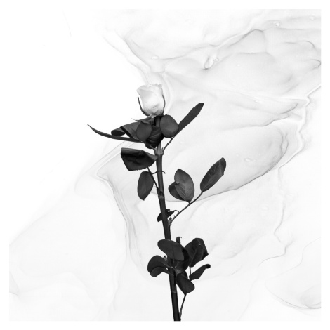 Umělecká fotografie White Rose | Liquid Art , Melanie Viola, (40 x 40 cm)