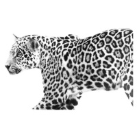 Fotografie jaguar, Eric Schaeffer, 40 × 26.7 cm