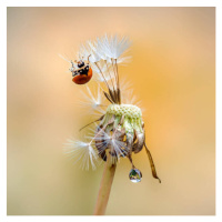 Fotografie Close-up of insect on flower,California,United States,USA, Tung Nguyen / 500px, 40 × 