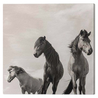 Obraz na plátně Carys Jones - The Three Amigos, 2 cm - 60x60 cm