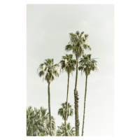 Fotografie Palm Trees Summertime | Vintage, Melanie Viola, 26.7 × 40 cm