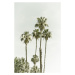 Fotografie Palm Trees Summertime | Vintage, Melanie Viola, 26.7 × 40 cm