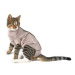 Obleček Body Suit Step N Go cats S Buster