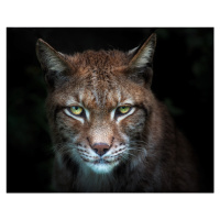 Fotografie Lynx gaze, Santiago Pascual Buye, 40 × 30 cm