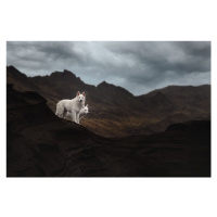 Fotografie Dogs of Iceland, Ve Shandor, 40 × 26.7 cm