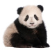 Fotografie A six month old giant panda on a white background, GlobalP, 40 × 33.2 cm