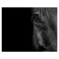 Fotografie Horse, Horse & Hound Fine Art Photography, 40x30 cm