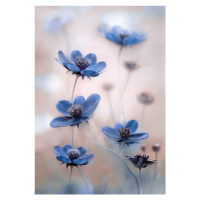 Fotografie Cosmos blue, Mandy Disher, 26.7x40 cm