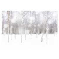 Ilustrace White snowflakes falling over birch tree, Roberto Moiola / Sysaworld, 40 × 26.7 cm