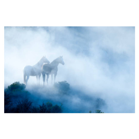Fotografie Horses, GaryAlvis, (40 x 26.7 cm)