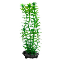 Rostlina Tetra Anacharis S 15cm