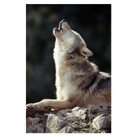 Umělecká fotografie Grey Wolf (Canis lupus) howling on rock, John Giustina, (26.7 x 40 cm)