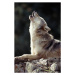 Fotografie Grey Wolf (Canis lupus) howling on rock, John Giustina, 26.7 × 40 cm