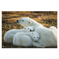 Fotografie Polar Bear and Cubs by Hudson, Paul Souders, 40 × 26.7 cm