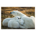 Fotografie Polar Bear and Cubs by Hudson, Paul Souders, 40 × 26.7 cm