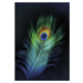 Dekoria Obraz na plátně Peacock Eye, 70 x 100 cm