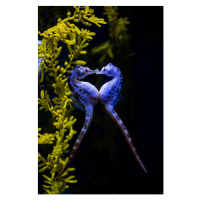 Fotografie Potbelly sea horse, Mark Newman, 26.7x40 cm