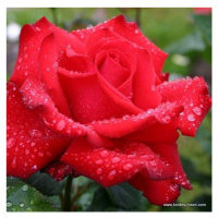 Růže Kordes 'Grande Amore' kmínek, květináč 9 litrů