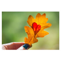 Fotografie Autumn yellow leaf with cut heart in a hand, polya_olya, 40 × 26.7 cm