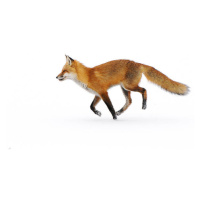 Fotografie Red Fox in snow, Nikographer [Jon], 40x26.7 cm