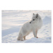 Fotografie Polar fox., DmitryND, 40 × 26.7 cm