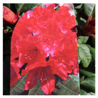 Pěnišník plazivý 'Scarlet Wonder' květináč 2 litry, výška 20/25cm, keř