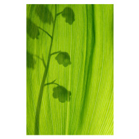 Ilustrace Lily of the valley, silhouette, Martin Ruegner, (26.7 x 40 cm)