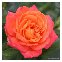 Růže Kordes 'Vulcano' 2 litry